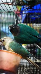 Blue Green Cheek Conure Pair | ബ്ലൂ ഗ്രീൻ ചീക് കോന്യൂർ ജോഡി |  9544495581 / 9745382306