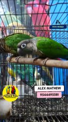 Green Cheeked Conure Pair | ഗ്രീൻ ചീക് കോന്യൂർ ജോഡി |  9544495581 / 9745382306