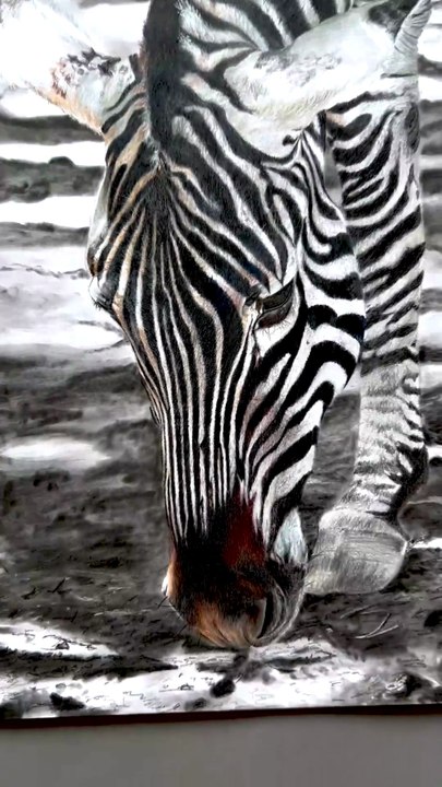 Dessin réaliste d’un zèbre 🦓 réalisé avec les crayons de couleur sur un A2, plus de 40 heures de travail résumé en 15 secondes