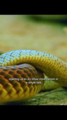 Scary and dangerous snake