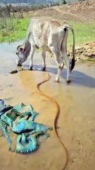 Scary and dangerous snake