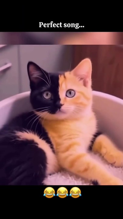 unbelievable 🐈