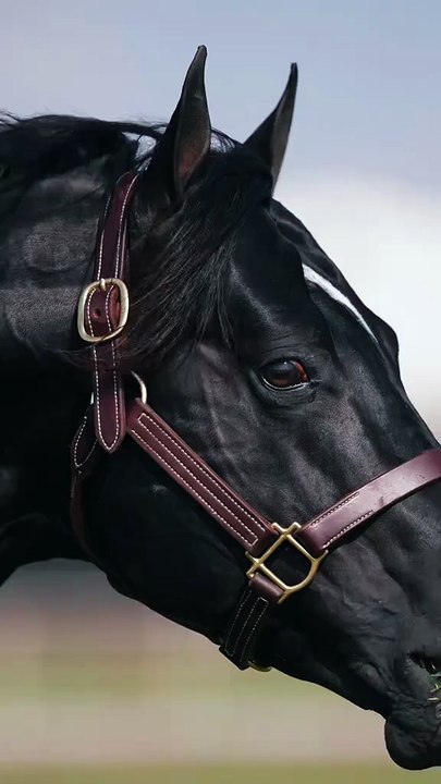 Black Beauty