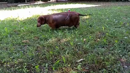 Ofelia, la bassottina massacrata di botte dal suo padrone