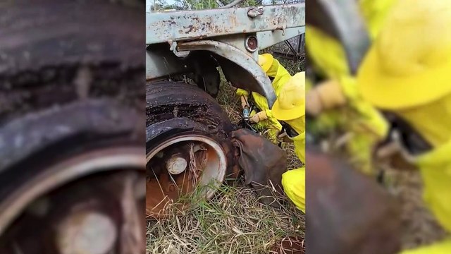 Defesa Civil é acionada para remoção de enxames de abelhas no arredores do pátio do Detran em Cascavel