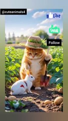 The big orange cat rescues an injuried bunnybunny🐇😼