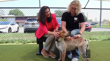 Dawn Visiting Brandywine Valley SPCA