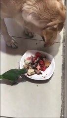 Ce chien et cet oiseau sont meilleurs amis... sauf à la gamelle