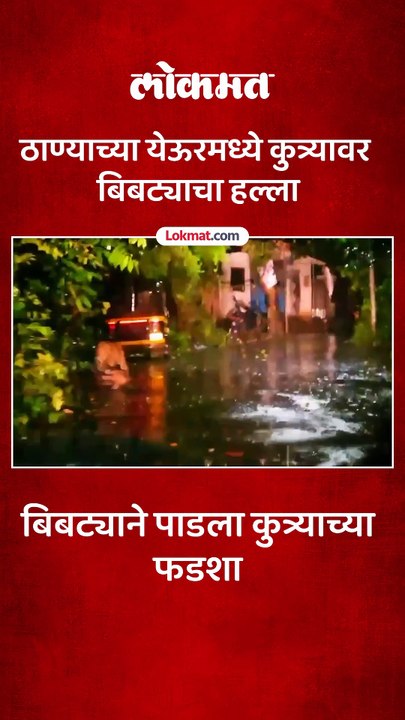 येऊरमध्ये कुत्र्यावर हल्ला करत कुत्र्याला घेऊन बिबट्या पसार