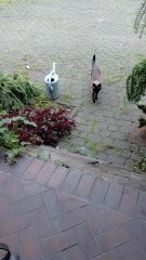 The Secret Lives of Cats... on My Terrace! 🌙🐈🍴