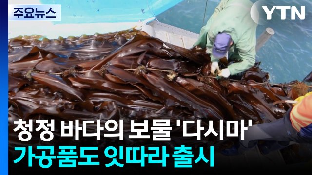 청정 바다의 보물 완도 '다시마'...가공품도 인기몰이 / YTN