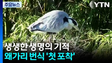 울산 태화강 왜가리 번식 과정 첫 '포착'...생생한 생명의 기적 / YTN