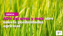 ADN del arroz y maíz abre nuevas posibilidades agrícolas