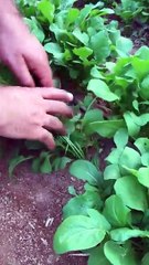 Roka tohumları ekildikten sonraki hali