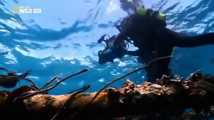 Depredadores Marinos