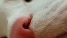 cute kitten video