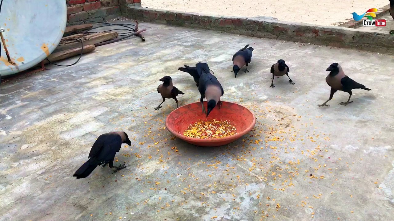 All And Huge type of crow sound - Angry Crow Sounds | Crow bird Fight video and Feeding Cheese P-18