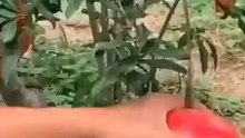 lovely video with special taste 🌹💐 Pomegranate 😀