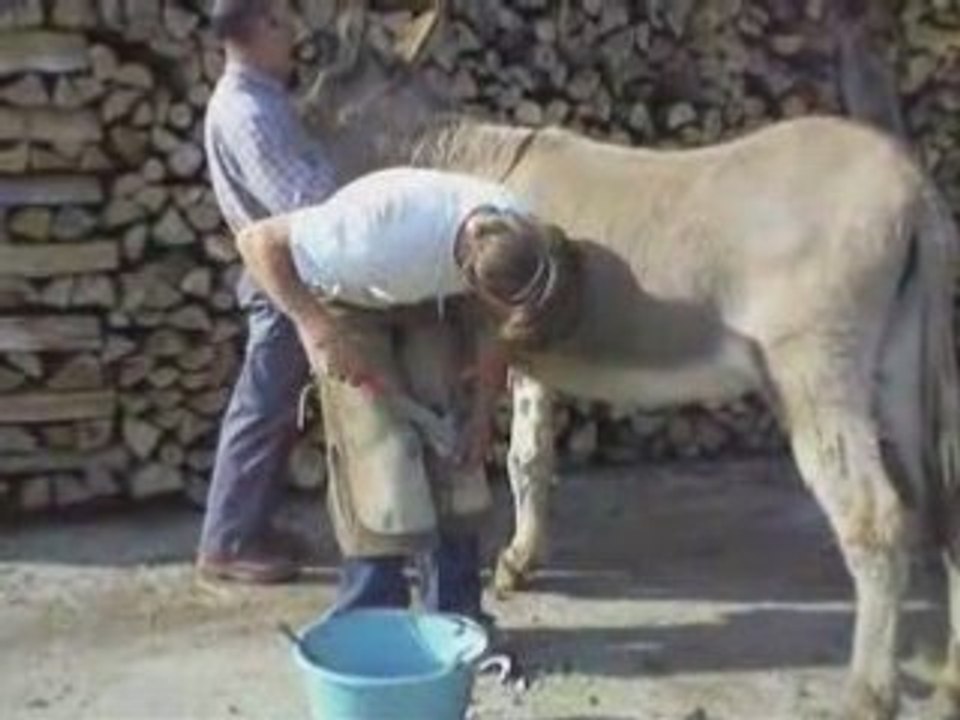 Parage des ânesses 13.05.08