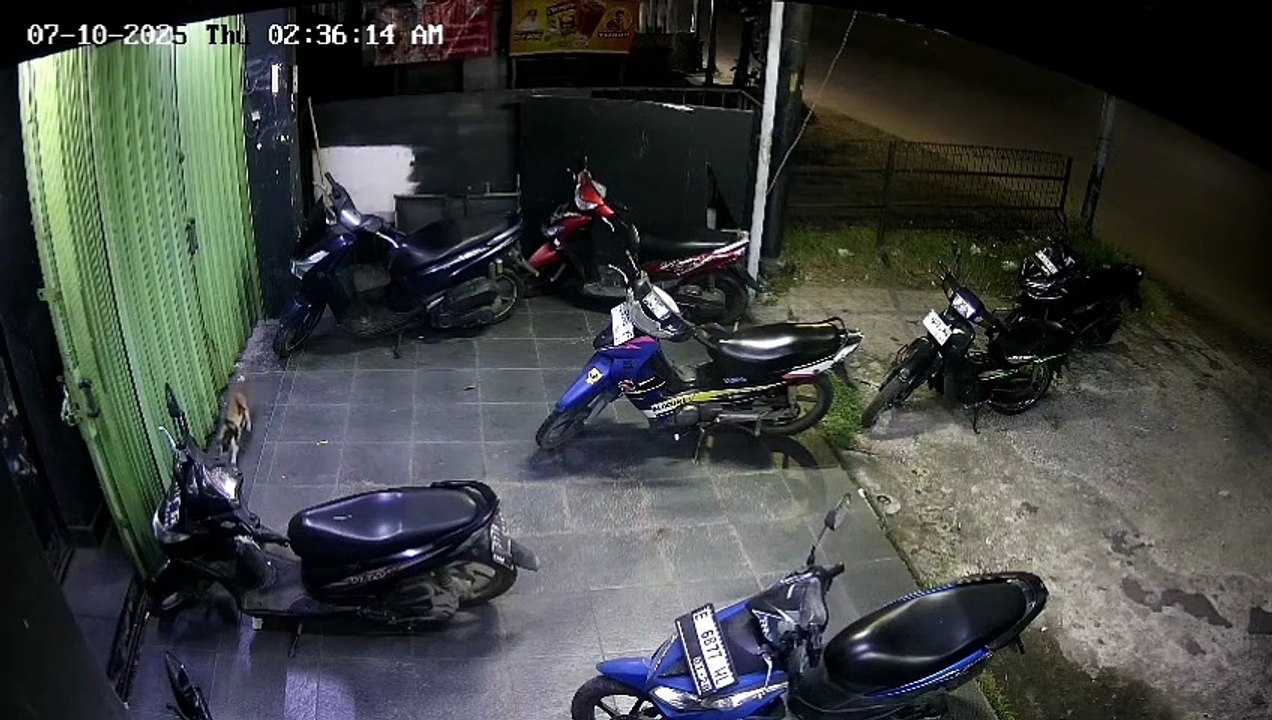 Orangnya tuh