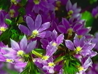 Baby Einstein 1997 VHS (Non Gymboree)