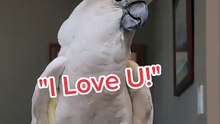 this parrot is too cool !
