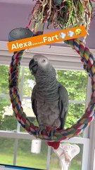 parrot and alexa hilarious duo! 😂