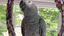 parrot and alexa hilarious duo! 😂