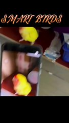 smart parrots compilation they repeat everything you do! 😂