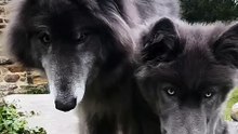 these two dogs look like real wolves! 🐺🐺