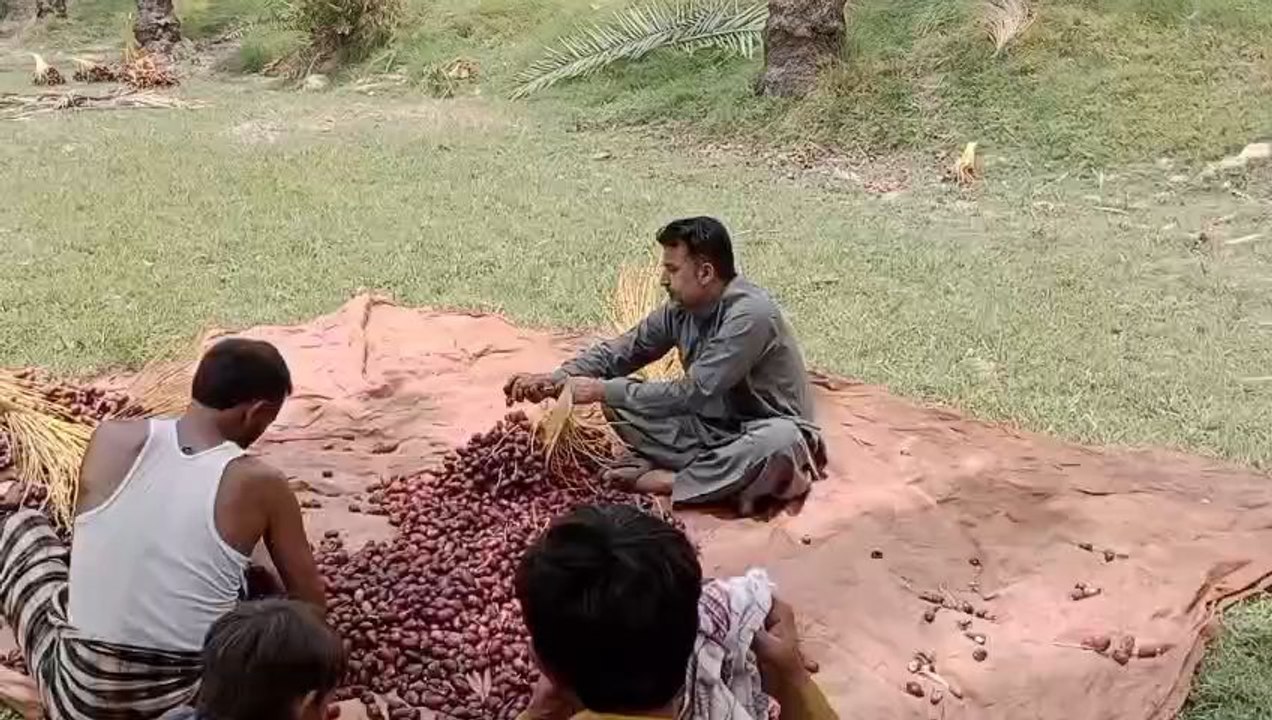 date palms at khairpur mirs sindh Pakistan