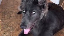 these dogs howl like real wolves 🐺