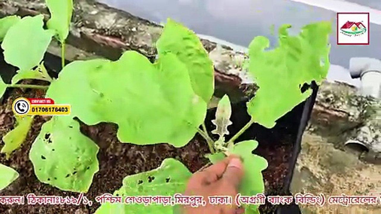 সবজির বেডে বেগুন চাষের সঠিক পদ্ধতি জানুন ।