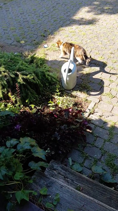 Brave Until the Wind Blows! 🐱💨 Morning Walk Canceled