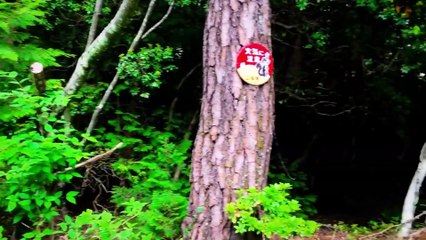6 Creepy Forest Encounters Caught on Camera