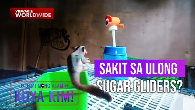 Exotic na mga alagang hayop, nagpakitang gilas ng mga tricks! | Dami Mong Alam, Kuya Kim!