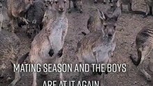 Kangaroo mating