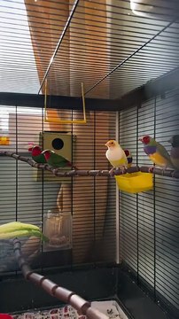 Beautiful finches birds aviary