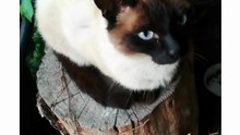 Cutest & Funniest Cats Compilation #cat #funny