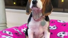 Os animais mais fofos do mundo N•77