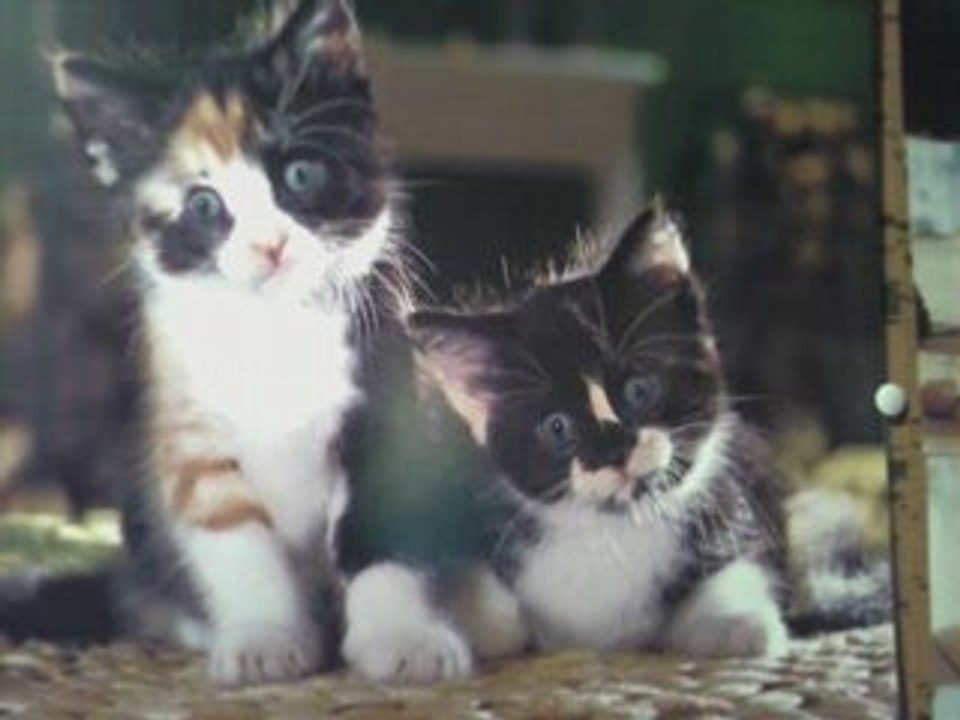 Les CHATS