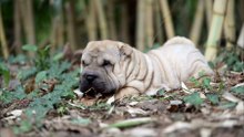 Os animais mais fofos do mundo  n•53