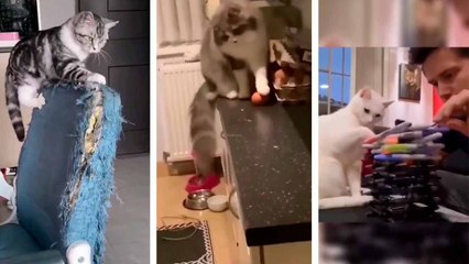 Ødelæggende katte: Hylende morsomme videoer viser katte i fuldt kaos-mode