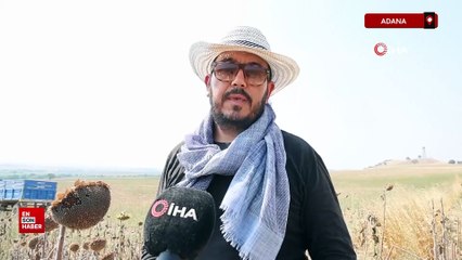 Kuraklık Çukurova'da ayçiçeği hasadını erkene çekti