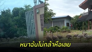 อั๊ยย่ะ..มาเป็นฝูง ไม่ไล่ออกไปหมาบ้านฉันโดนสวบแน่ ๆ