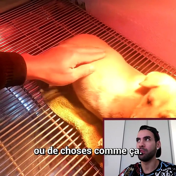 Un bébé chiot sauvé de justesse par la croix rouge ❤️
