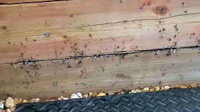 Flying ants swarm Peterborough garden