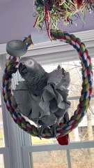 parrot talks to alexa 😂 this convo is pure comedy!