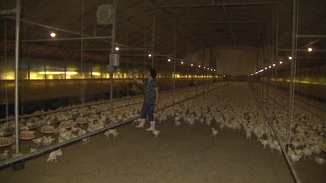 10일 하루 가축 7만8천 마리 폐사...누적 60만 마리 넘어 / YTN