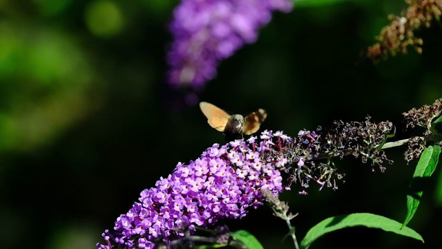 🦋 Musique de Détente en pleine Nature | Sons Apaisants, Papillons, Fleurs et Harmonie Intérieure 🌸